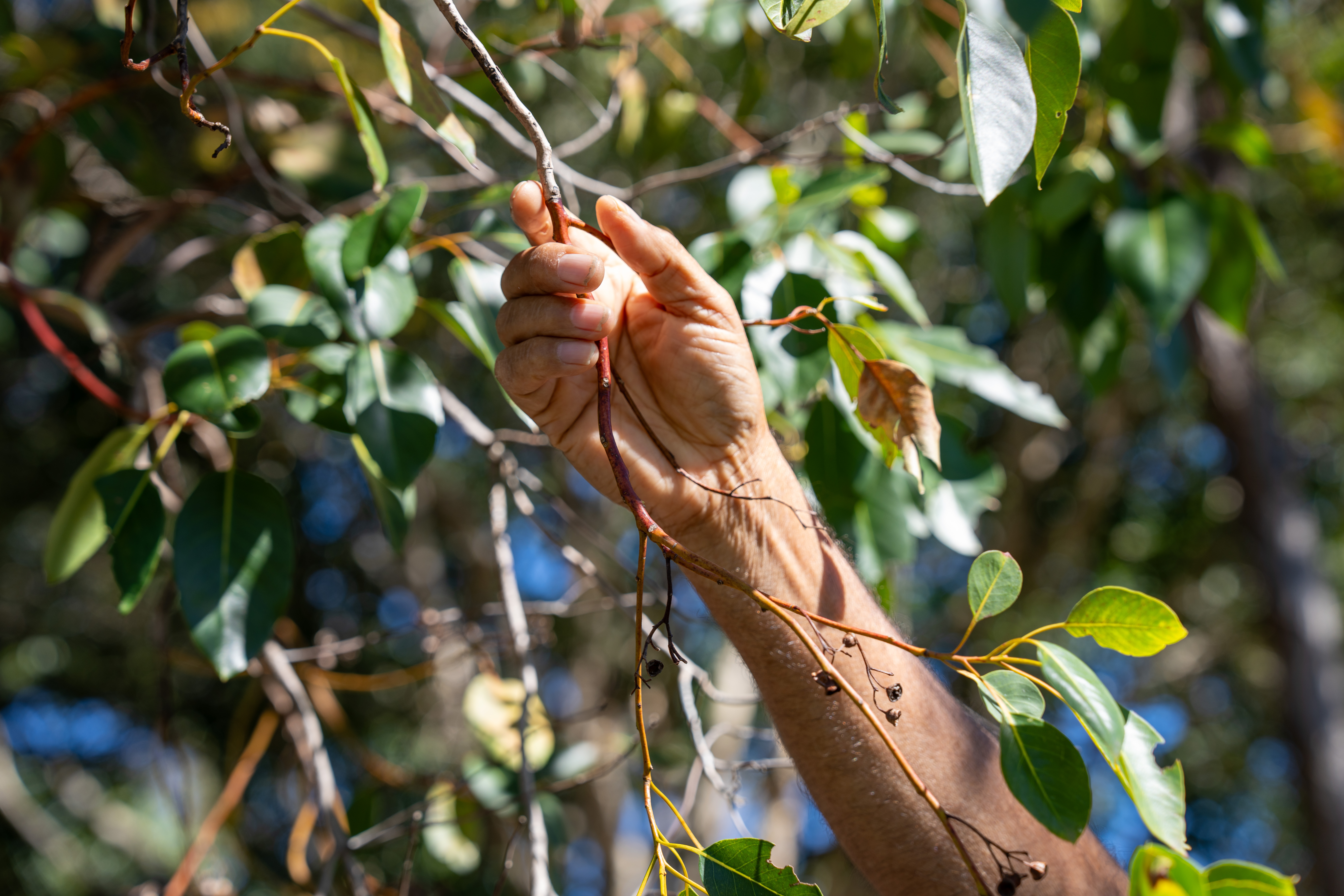 H F Brisbane Web 10 (1)